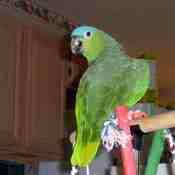 Mealy Parrot